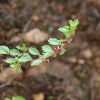 Laurembergia coccinea (Blume)